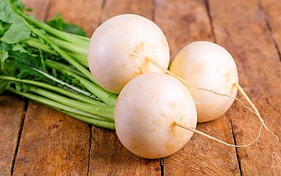 Бијела ротквица: калоријски, витамински састав, него користан, који не може јести
