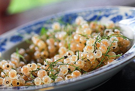 White currant: calorie content, composition, beneficial properties and contraindications