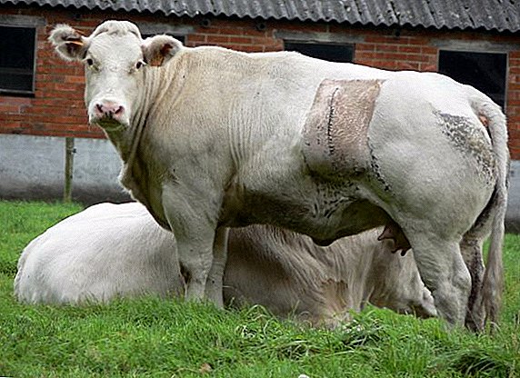 Carne azul belga raza de vacas