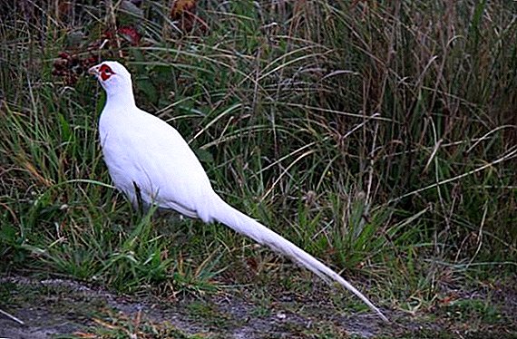 White pheasants: what they look like, where they live, what they eat