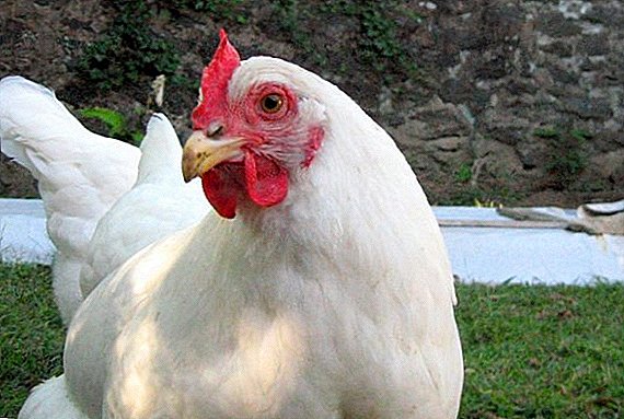 الدجاج الأبيض: وصف السلالات والصلبان