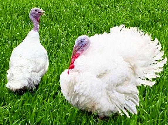White Wide Breasted Turkey
