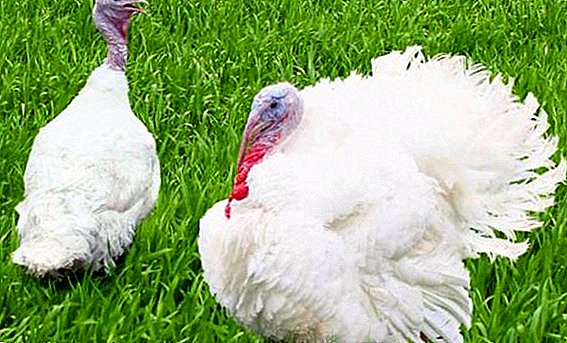 White-breasted turkeys: characteristics of the content and breeding