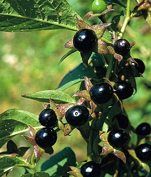 Belladonna: what is this plant, what is the use and benefits of