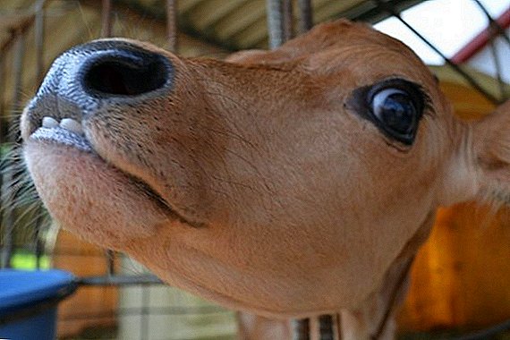 Belmu na očesu krave: simptomi in zdravljenje