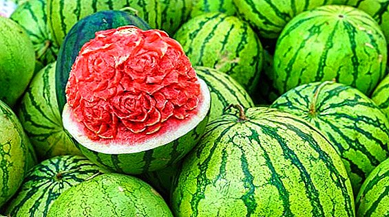 Os agricultores bielorrussos não apenas cultivam com sucesso melancias, mas também planejam colher damascos e uvas