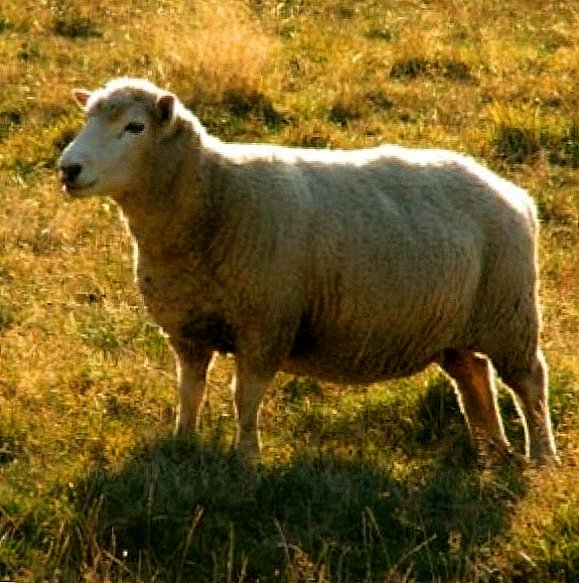 Έγκυα πρόβατα: τι πρέπει να ξέρετε