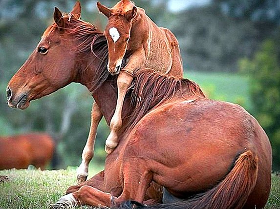 Embarazo y parto en un caballo: signos, duración, proceso