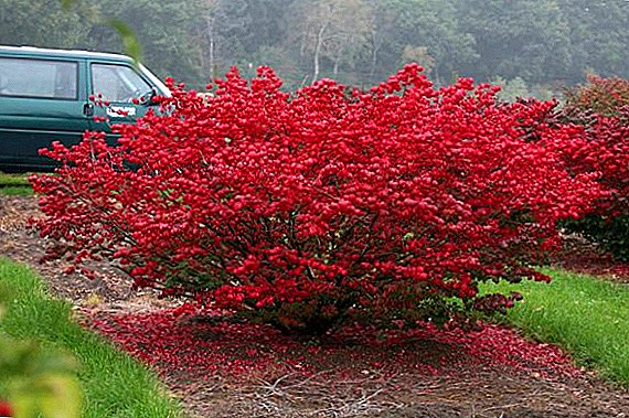 Euonymus European: growing and care, application in landscape design
