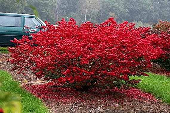 Forchun's euonymus: growing and care, application in landscape design