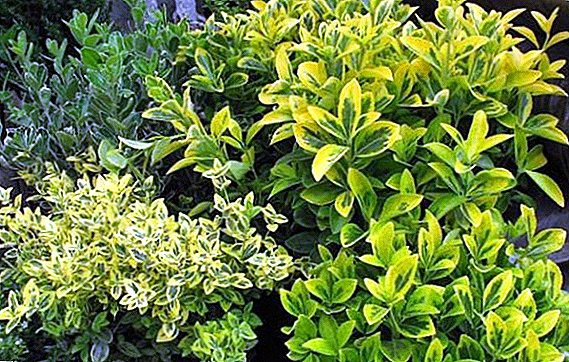 Japanese euonymus: growing and care in room conditions