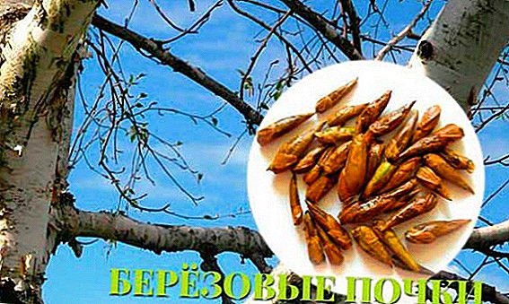 Birch buds: what they help and what they treat, how to brew and apply