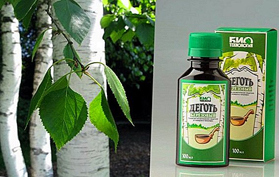 Birch tar: application in gardening and horticulture