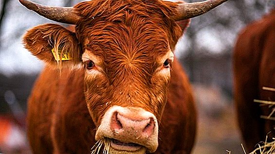 Rabies in cattle: symptoms, prevention