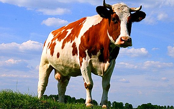 Kravja neplodnost (Yalovaya krava): vzroki in zdravljenje