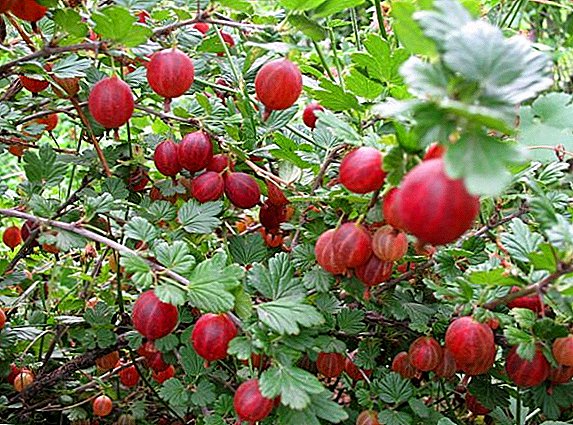 Bearing Gooseberry Varieties