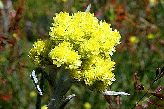 Immortelle sablonneuse, ou Cmin, ou couleur paille, ou fleur séchée, ou fleur dorée: description botanique et propriétés curatives