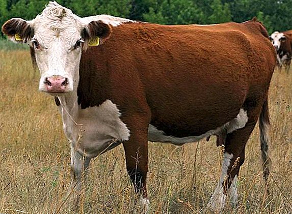 Hornless breeds of cows