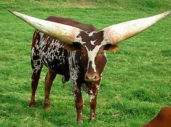 Bull Vatussi: bagaimana rupanya, di mana ia hidup, apa yang ia makan
