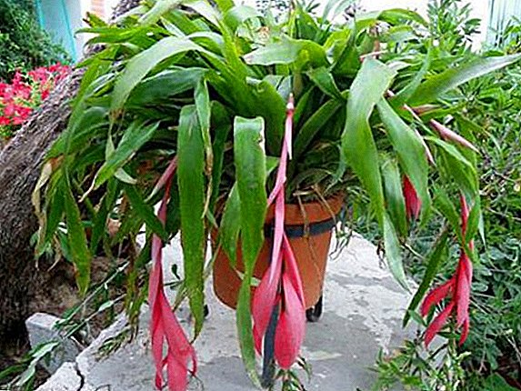 Bilbergia: how to care, how to plant, why does not bloom