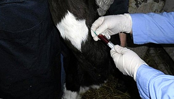 Análisis bioquímico de la sangre en vacas.