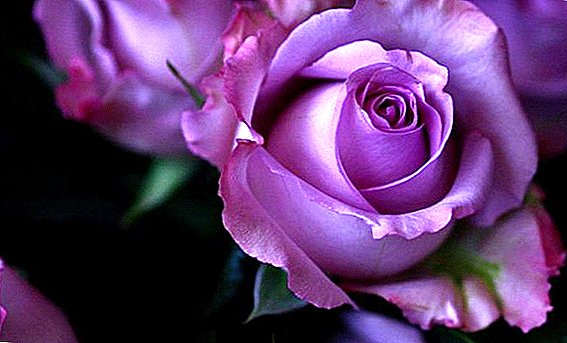 Jsou tam fialové růže: kultivační funkce a nejlepší odrůdy