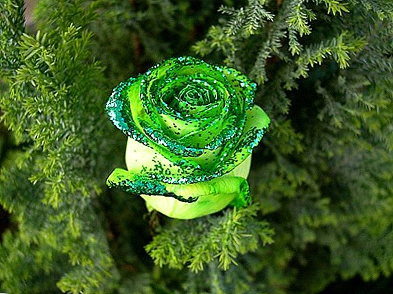 Are there green roses