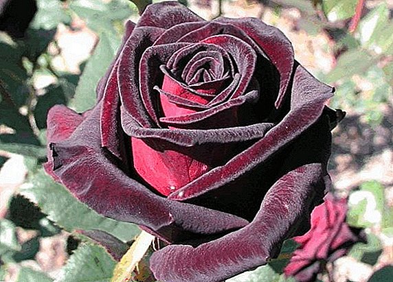 Rose Black Magic: beskrivelse og egenskaper ved å vokse