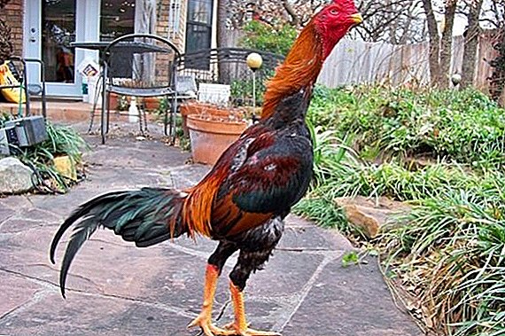 Combat chickens breed Azil