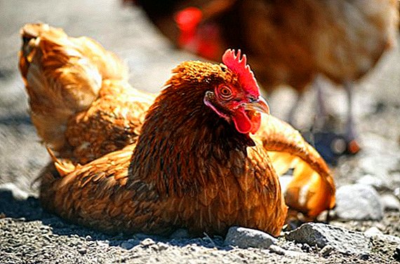 Mareksche Krankheit bei Hühnern