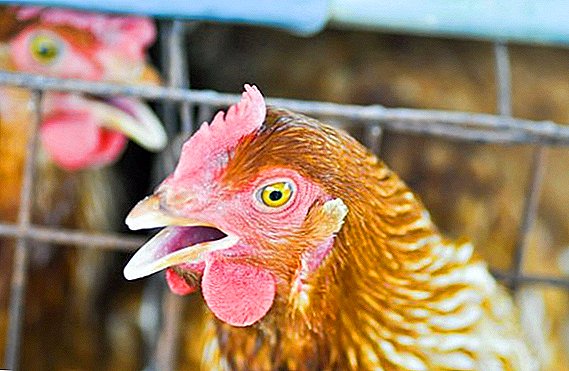 Newcastle disease - a dangerous chicken disease: symptoms and treatment