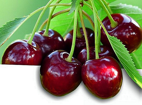 Doenças da cereja doce: prevenção, sinais e tratamento