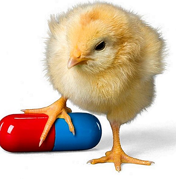Diseases of broiler chickens: how and what to treat non-communicable diseases