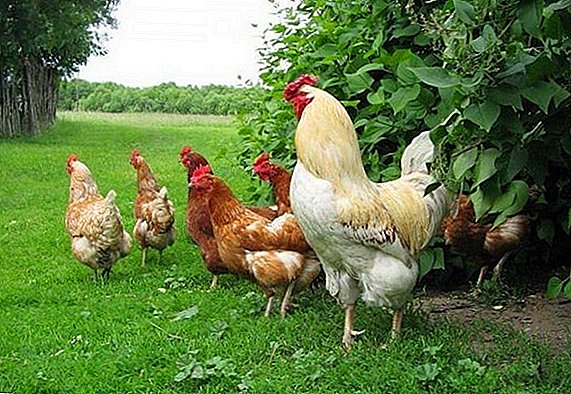 Ziekten van gedomesticeerde kippen: symptomen en behandeling