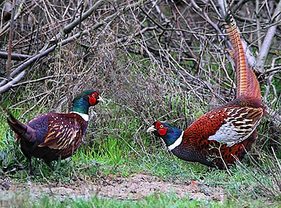 Diseases of pheasants and their treatment at home