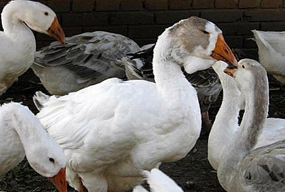 Geese diseases: infectious and non-infectious
