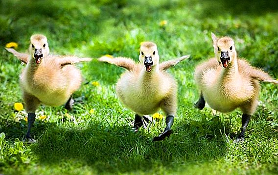 أمراض goslings: الأعراض والعلاج ، والأدوية للوقاية