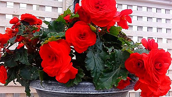 Diseases and pests of begonias: their description and methods of dealing with them