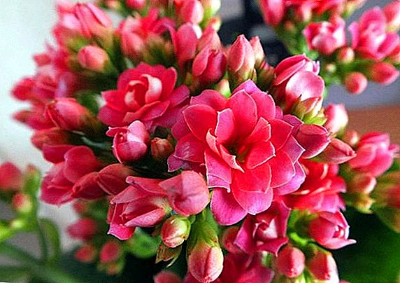 Diseases and pests of Kalanchoe: prevention and treatment