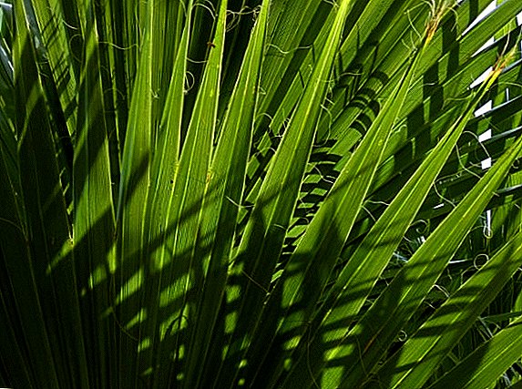 Krankheiten und Schädlinge von Palmen: Wege zur Vorbeugung und Bekämpfung