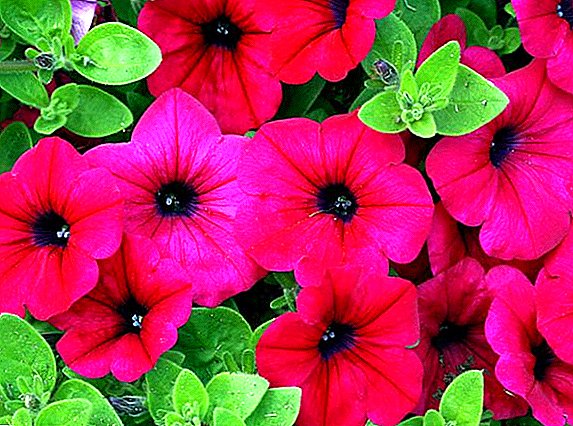 Diseases and pests of petunia: the main problems in growing