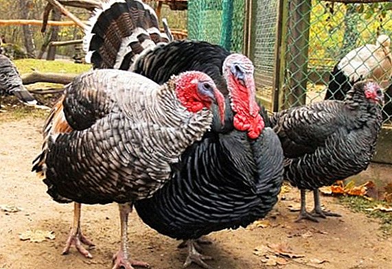 Turkey diseases: signs and treatment