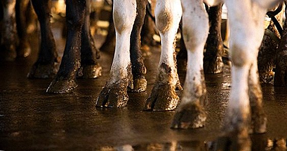 Diseases of the hooves and legs of cattle