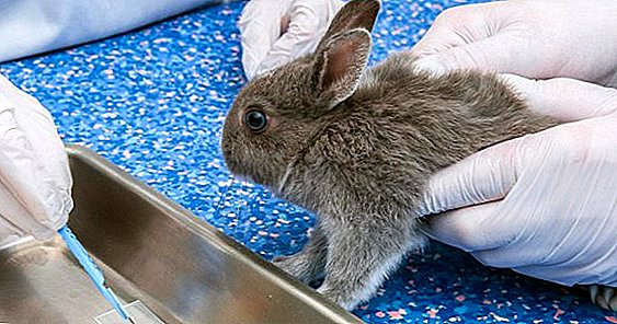 מחלת ארנבת: כיצד לרפא קוקסידיוזיס