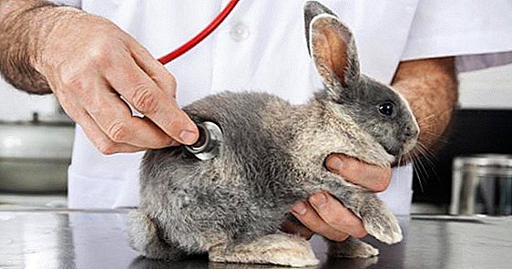 Diseases of rabbits that threaten human health
