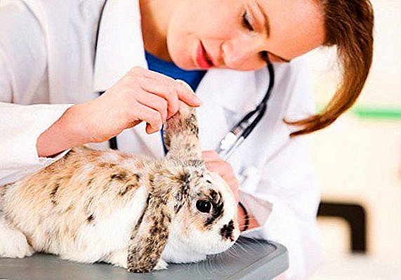 Rabbit diseases: methods of their treatment and prevention