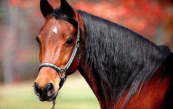 Ziekten van paarden: symptomen en behandeling