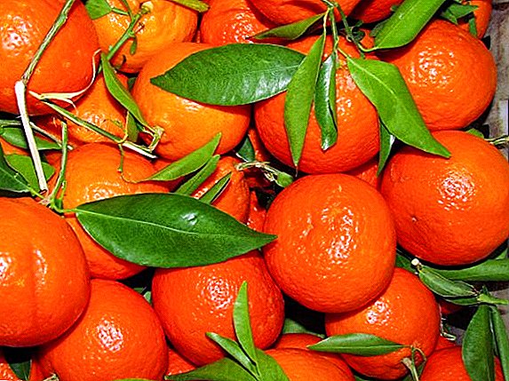 Mandarin sykdommer og hvordan å overvinne dem