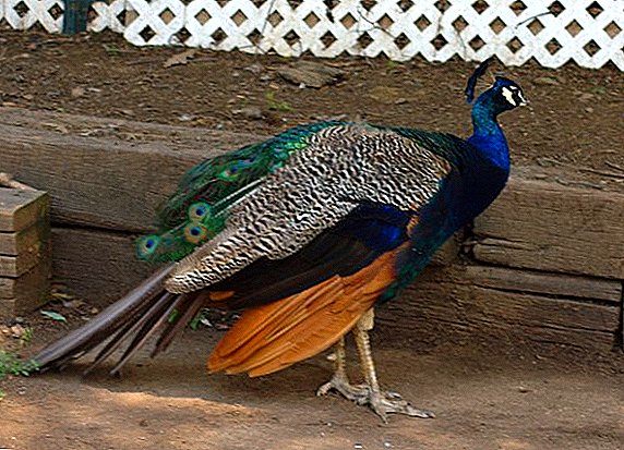 Diseases of peacocks and their treatment at home