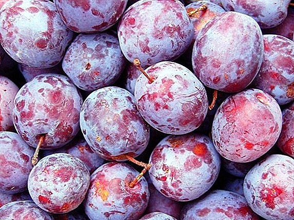 Plum diseases: prevention, signs and treatment